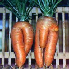 carrot-man-and-woman