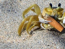 crab with cig
